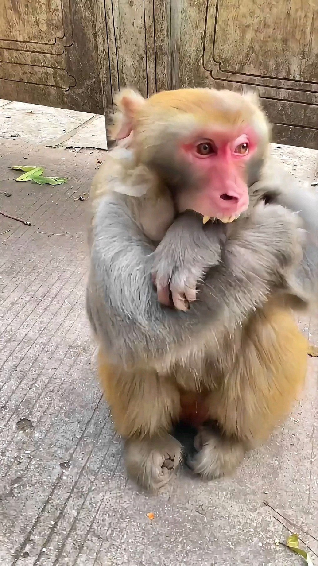 猴哥的才艺有点特殊