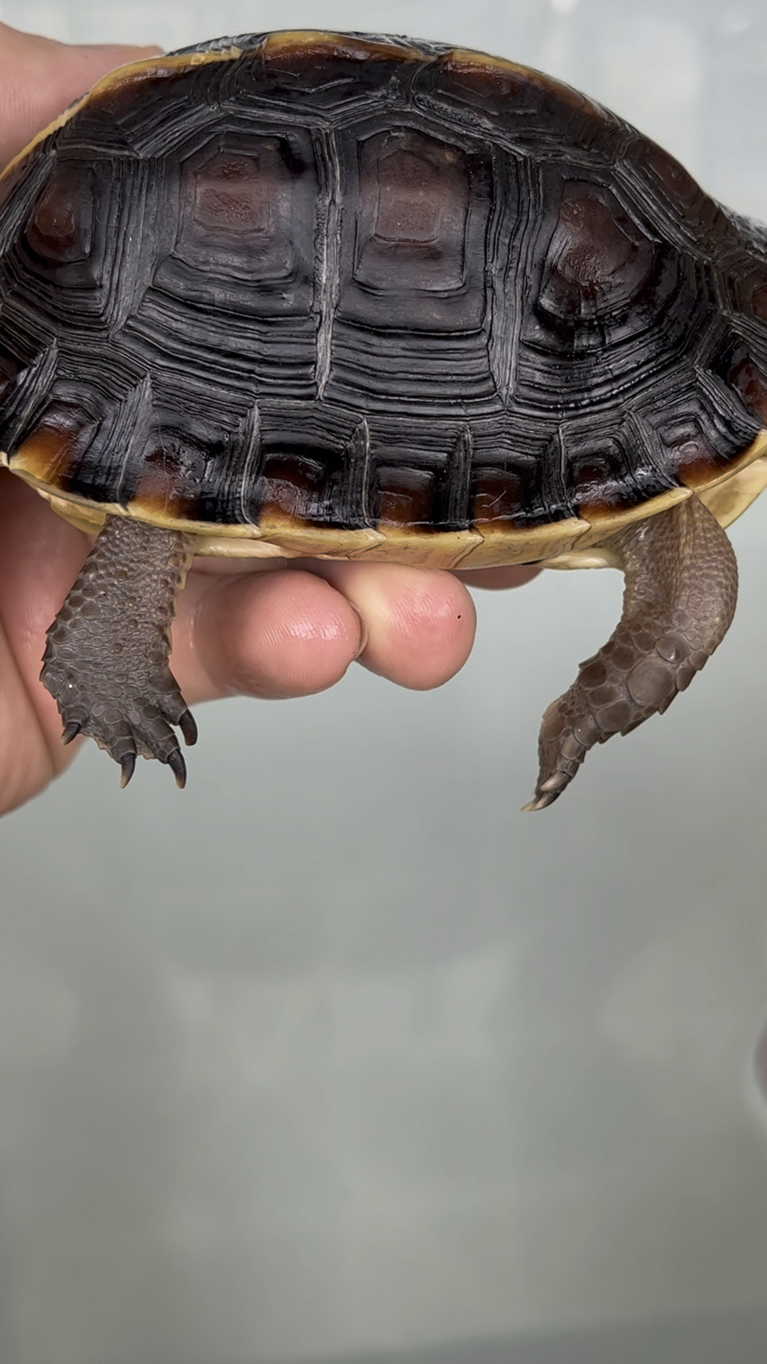 安缘粗鞭公龟,5年多岁月