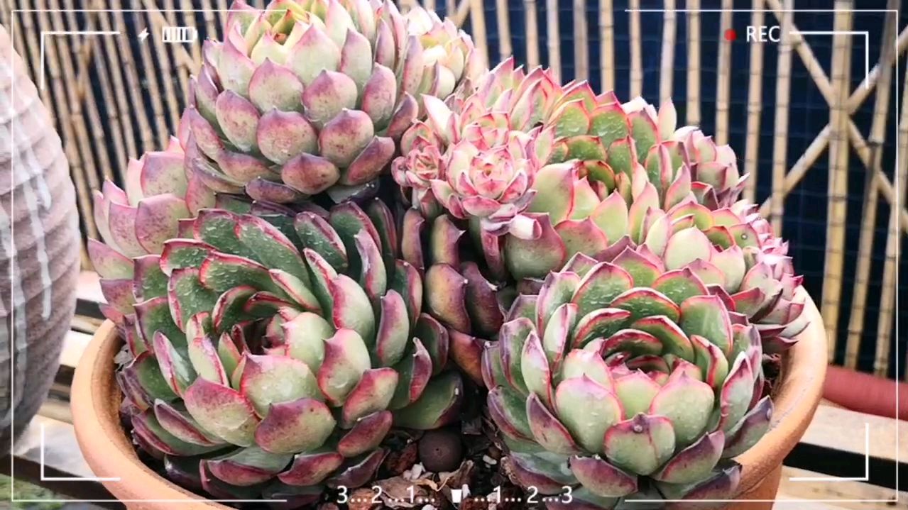 多肉植物露养才是王道,一直露养一直红的保利安娜!