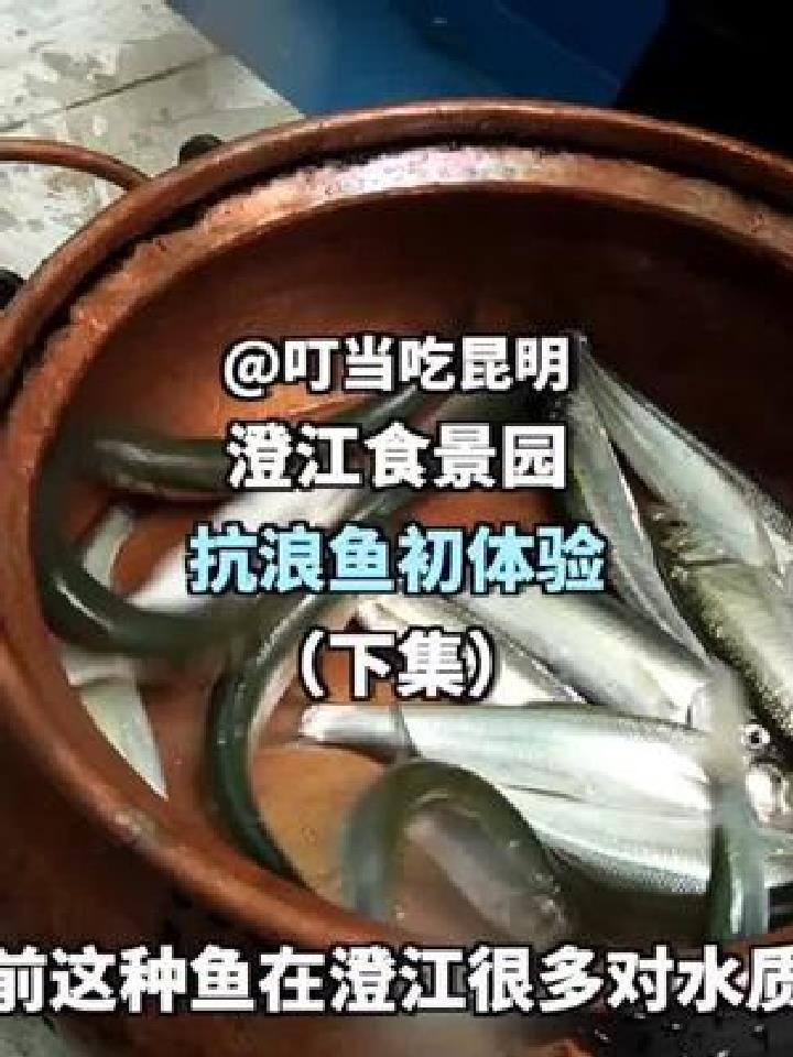 澄江抗浪魚初體驗下集