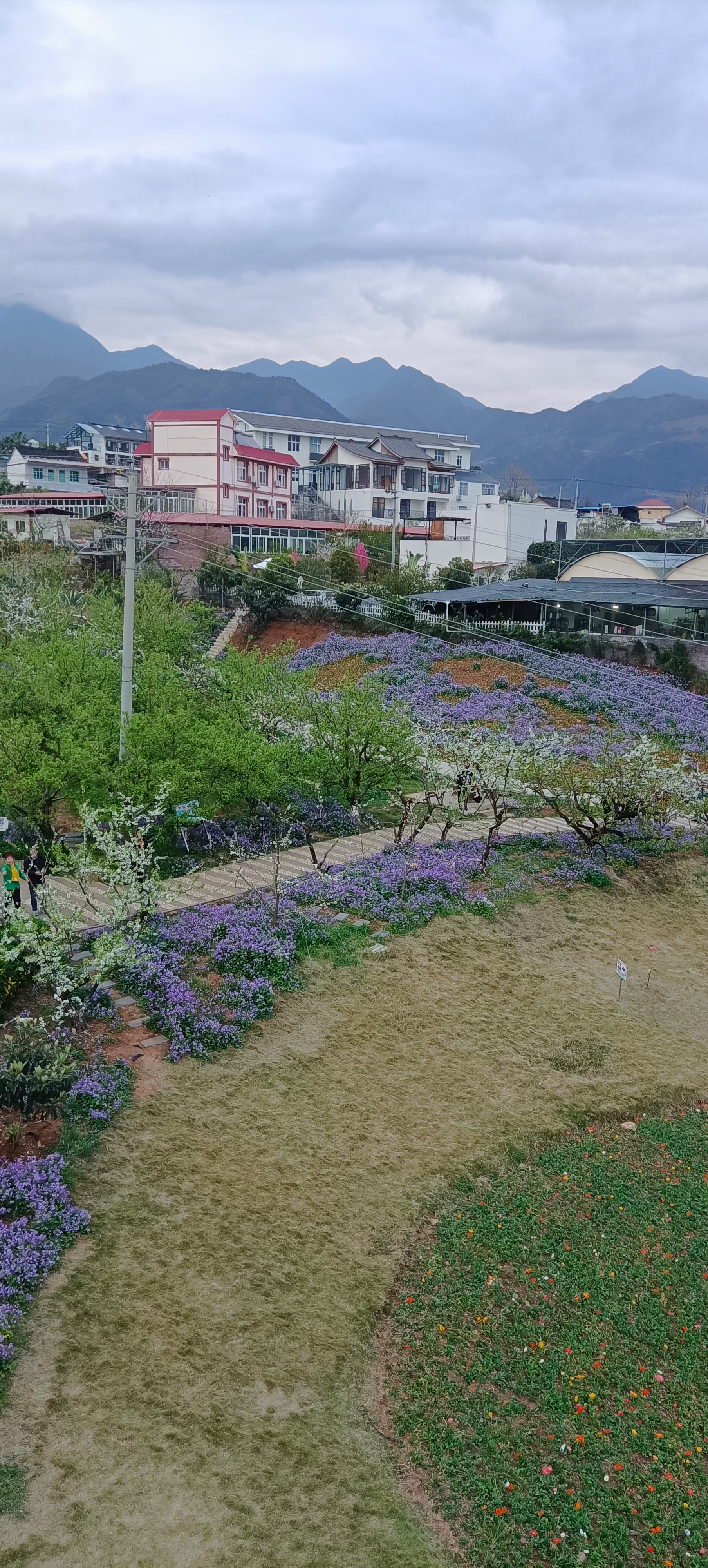 汉源九襄梨花节