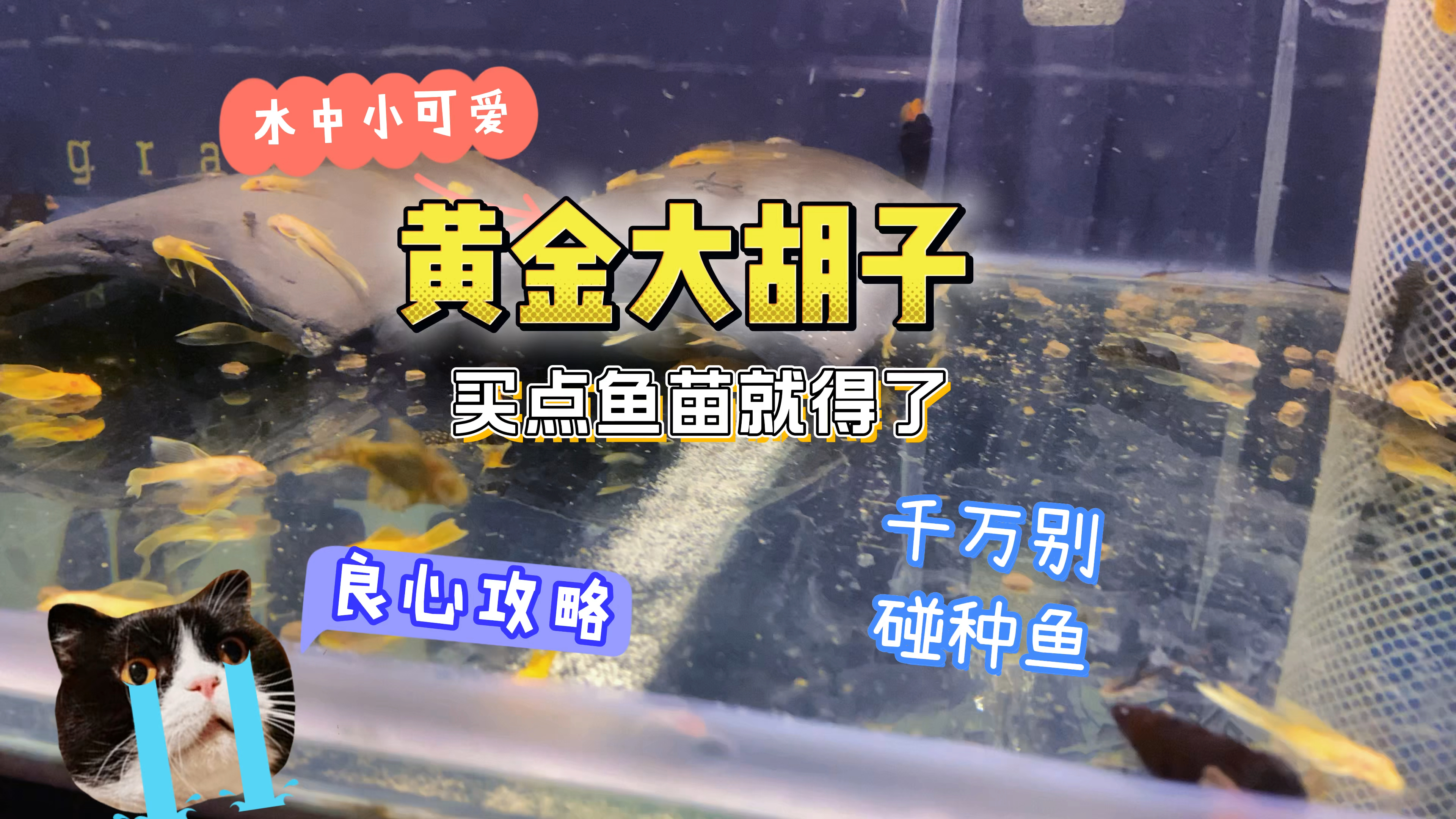 鱼缸中那一抹黄色。可爱又亲民的异形鱼,黄金大胡子。便宜又干活