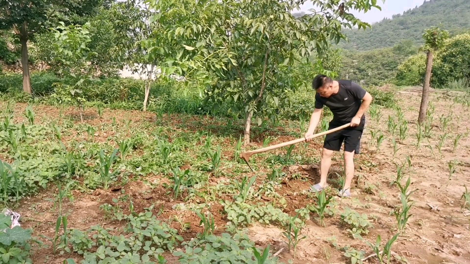玉米地不能长杂草,稻田可养鸭鹅,不用除草剂凡事留有余地