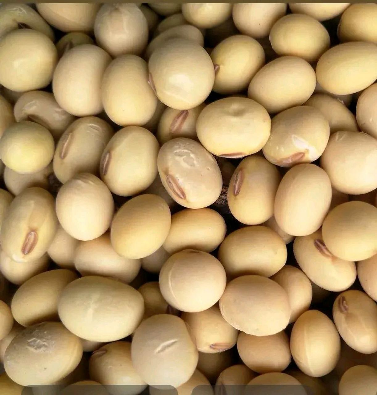 非转基因的黄豆长的有点椭圆,更大些,每粒黄豆上都有肚脐眼.