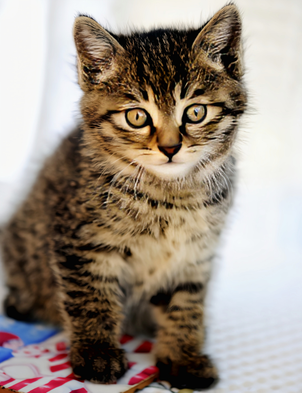 乐享周末分享吧# 每天认识一种动物——中国狸花猫 中国狸花猫别名