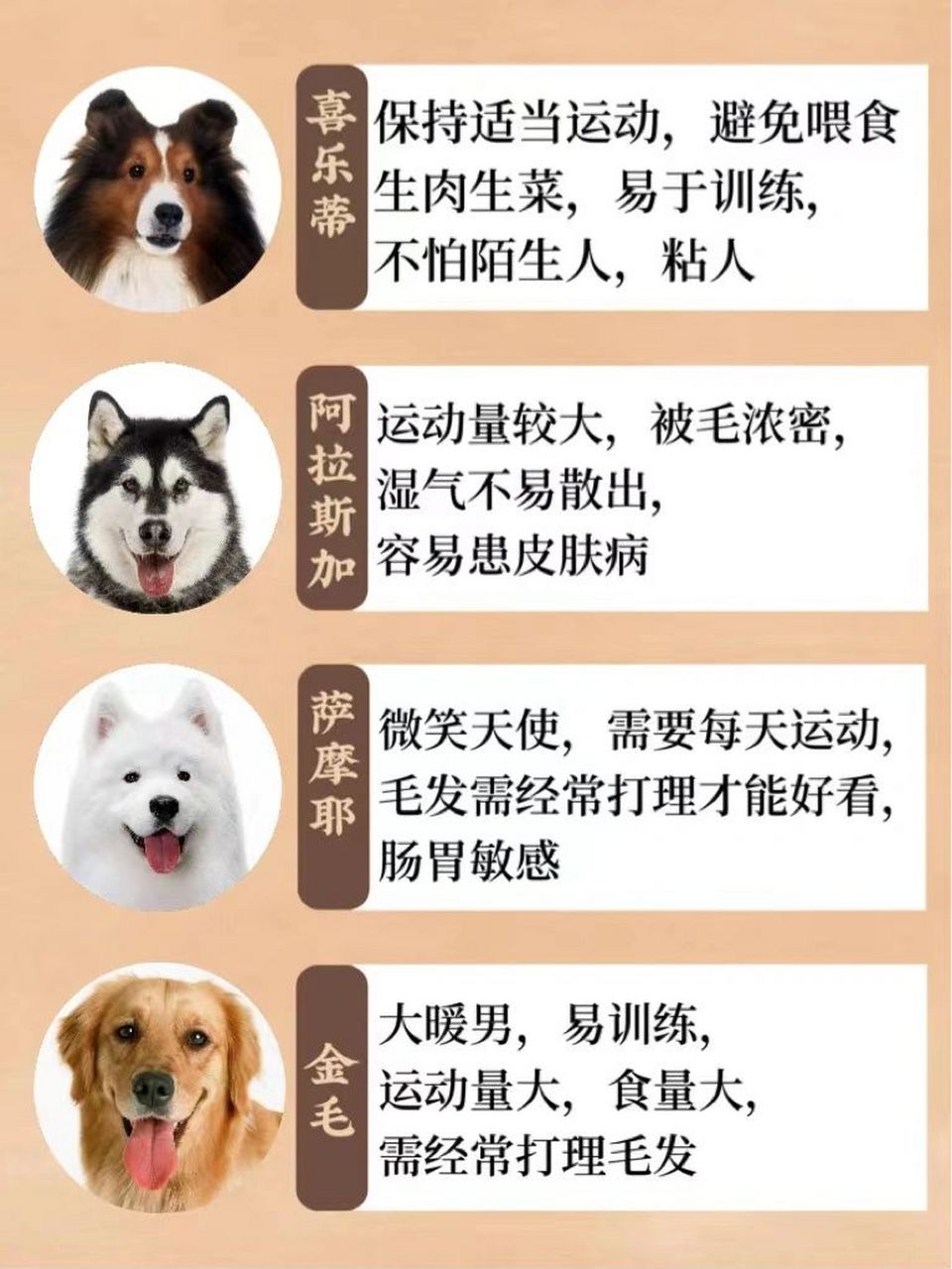 28种狗狗97品种大全 想养狗狗的看过来～28种狗狗,总有一种是适合你