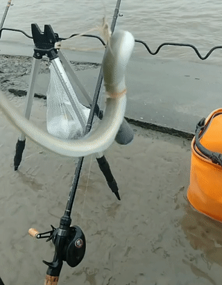 钱塘江鳗鱼"大爆发",有人3小时钓获七八条,大的1米多长