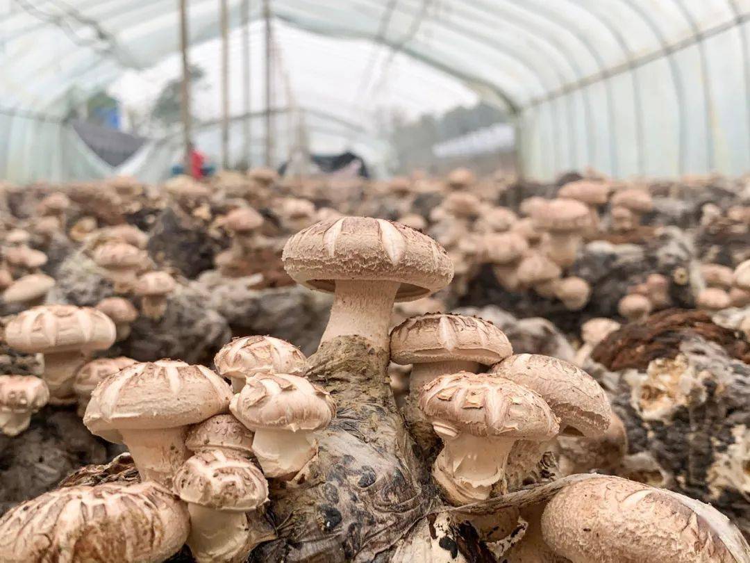 香菇种植方法和管理技术