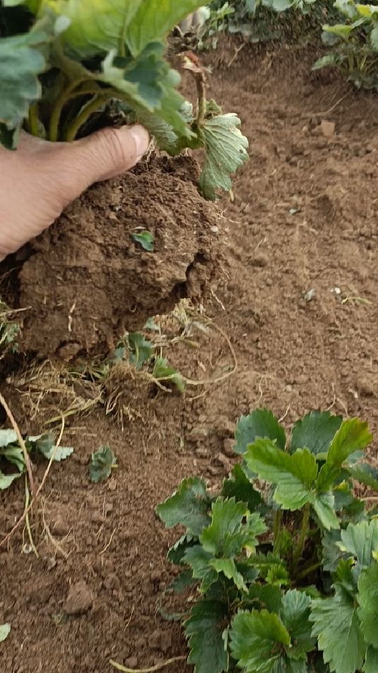 大叶红颜九九草莓苗,沙土地育苗!-度小视