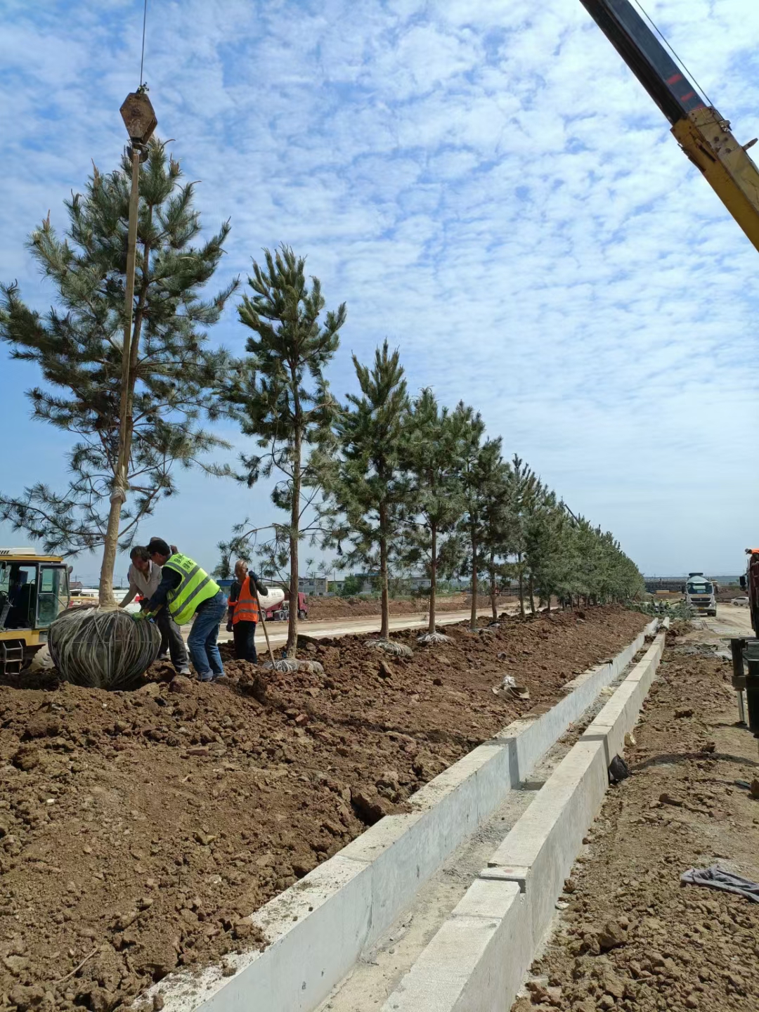 油松价格(造型油松价格)1/2/3/4/5/6/7米油松价格