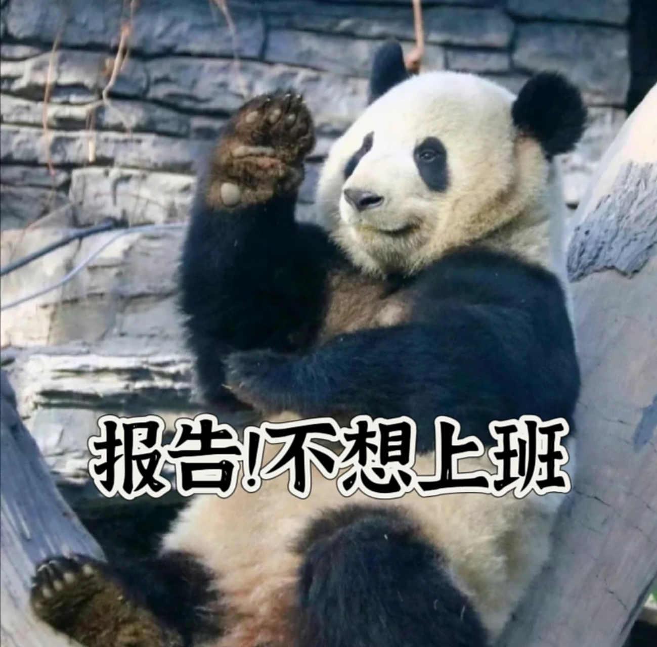 大熊猫打工人表情包,深刻诠释了当代打工人的心理状态,好好笑,哈哈哈