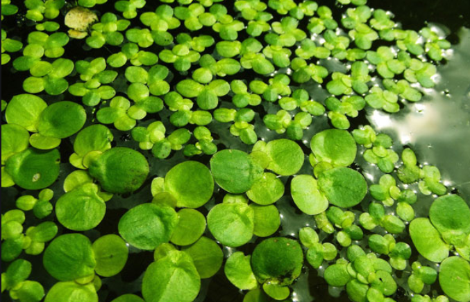 十种浮水植物浮叶图片