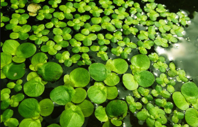 浮水植物和浮游植物图片