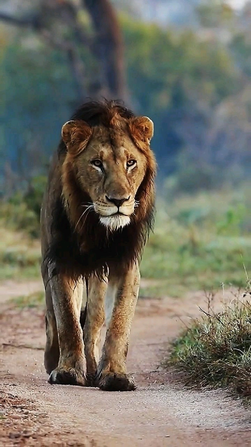 巡视领地的雄狮