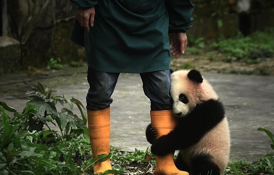 汶川地震饲养员连抱带抬转移大熊猫