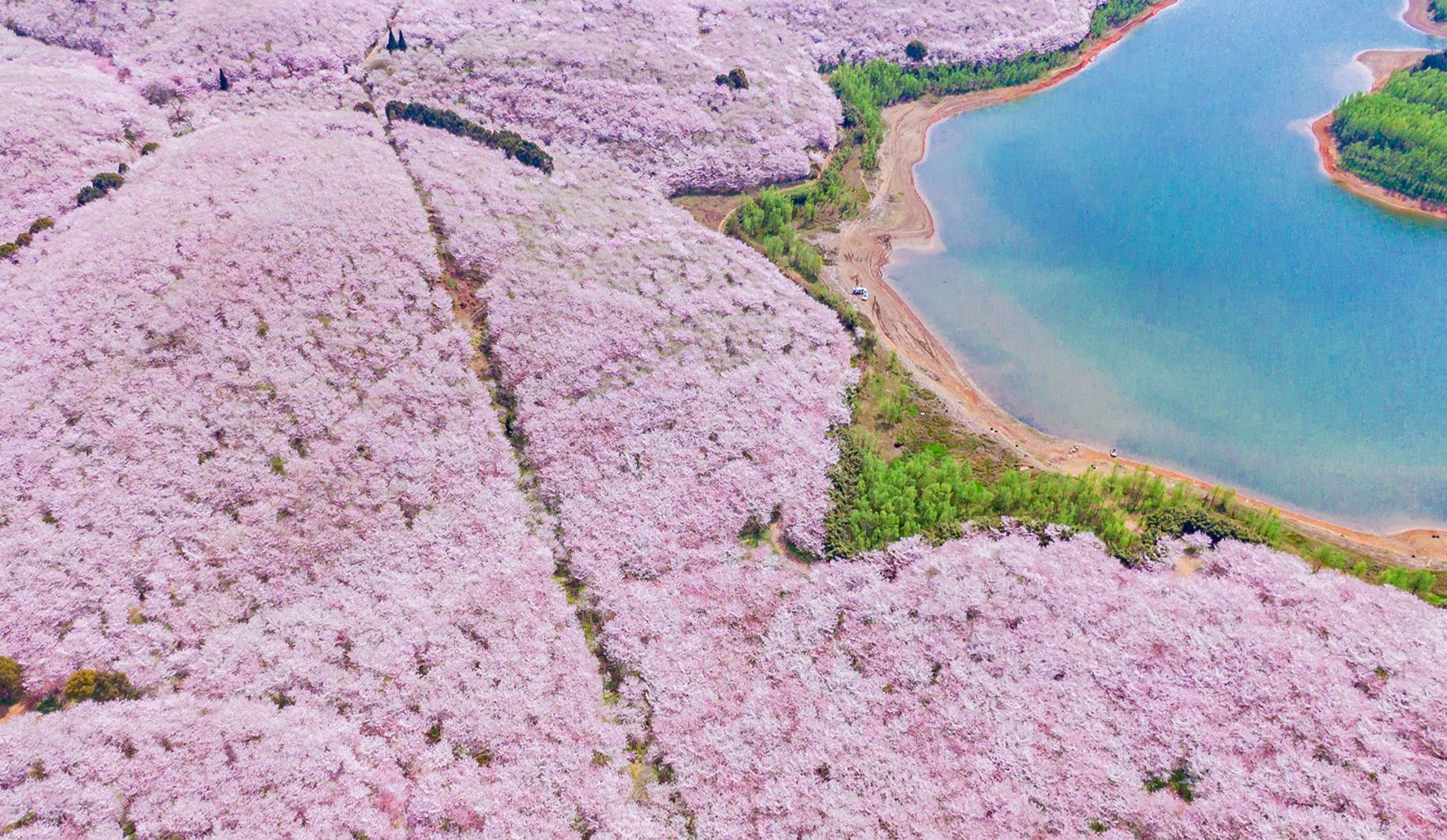 贵州万亩樱花园获外交部发言人点赞,是世界上最美的樱花园之一