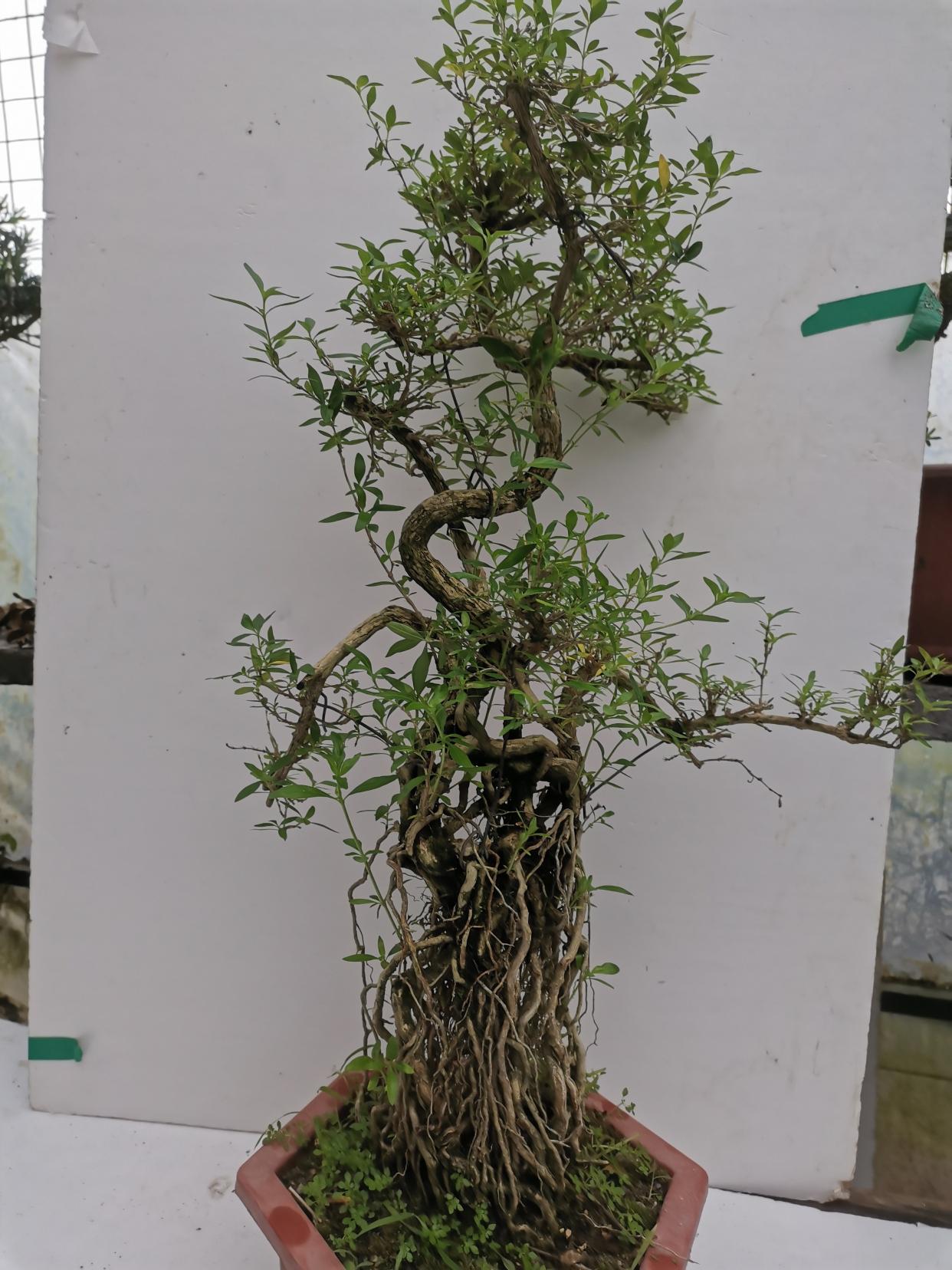 提根老桩六月雪