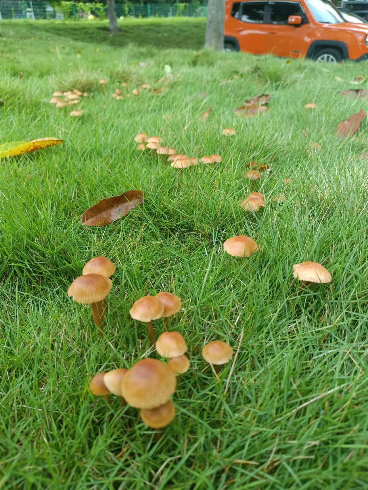 想吃又怕是毒蘑菇有谁懂能帮忙看看吗?