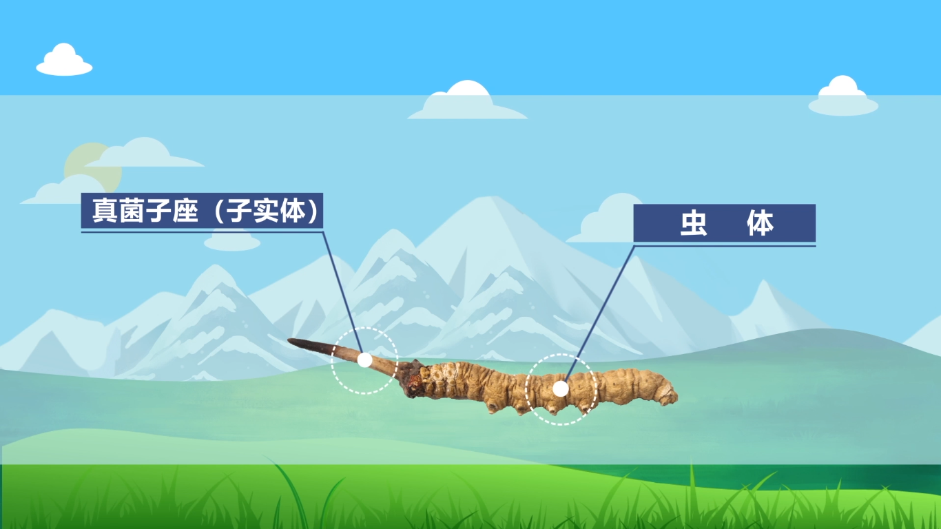 冬虫夏草的奥秘