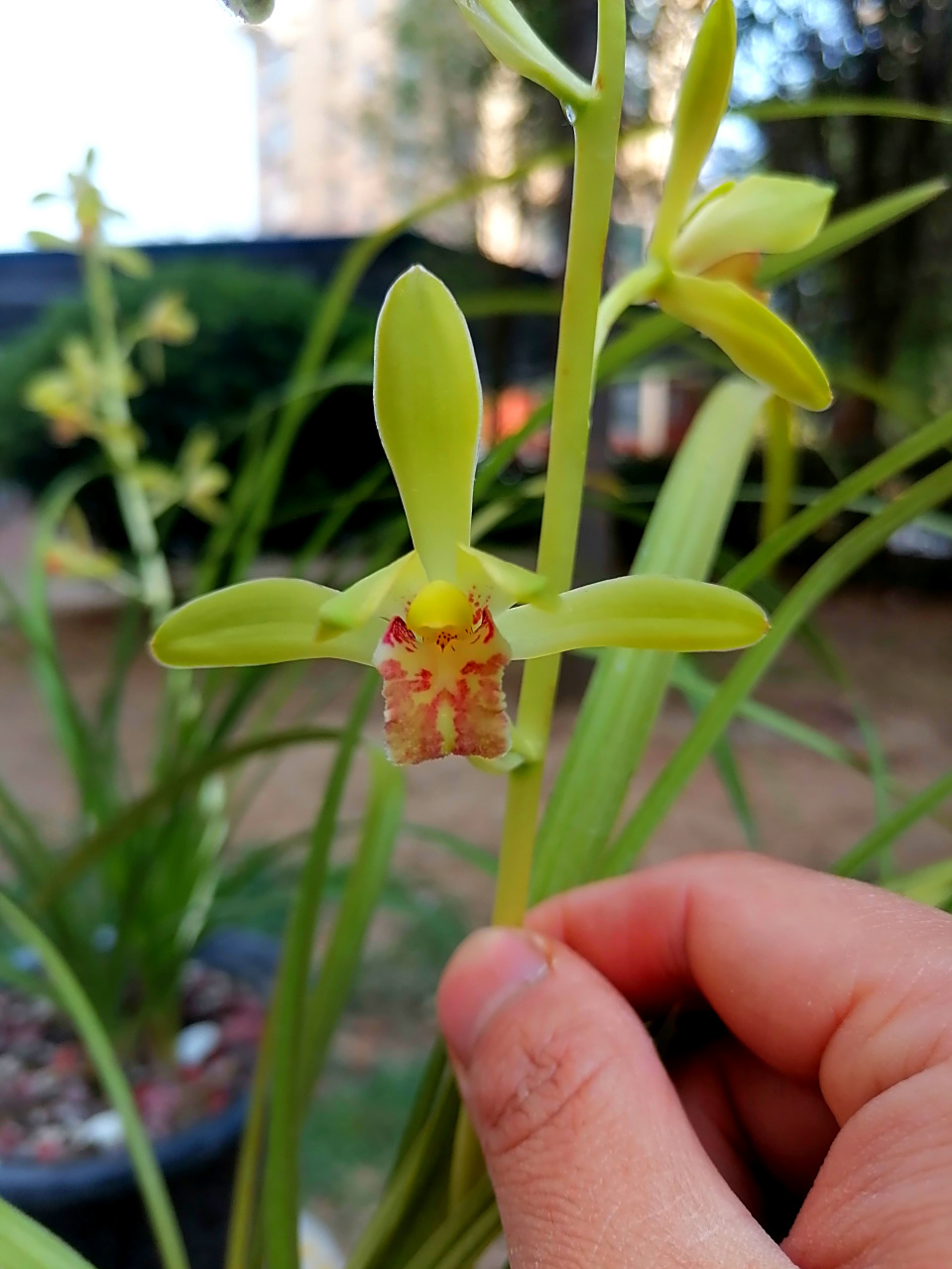 园子里又找到两颗带花的蕙兰老品种大一品,花开了很久了,花守依然很好