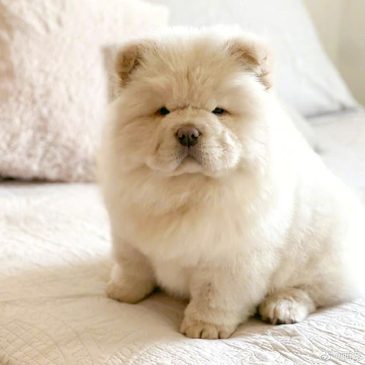 好呆的一只狗,看他的小表情