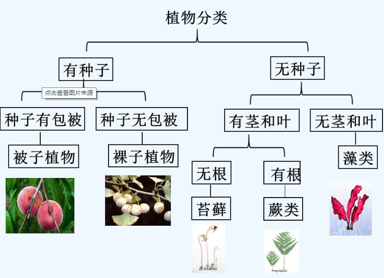 植物分类框架图图片