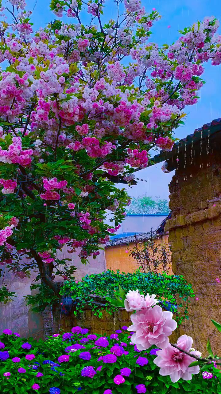 春雨潤了花草,潤了我浮躁的心!#治癒系風景