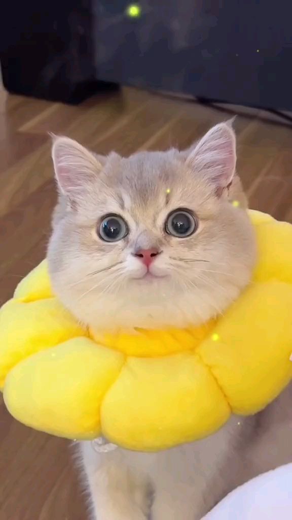 萌宠成长记-会微笑的猫咪