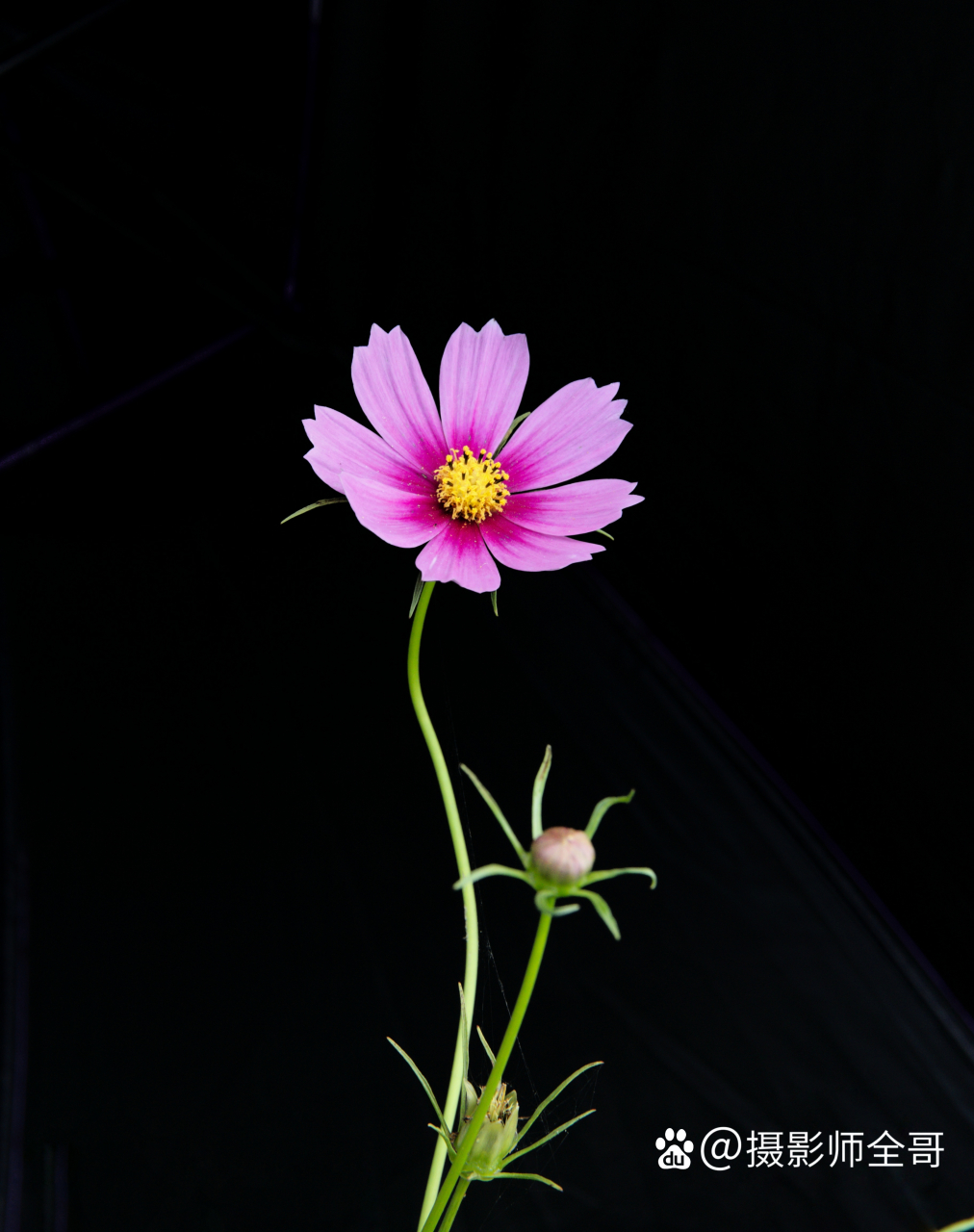 分享一组黑背景的花卉照片.