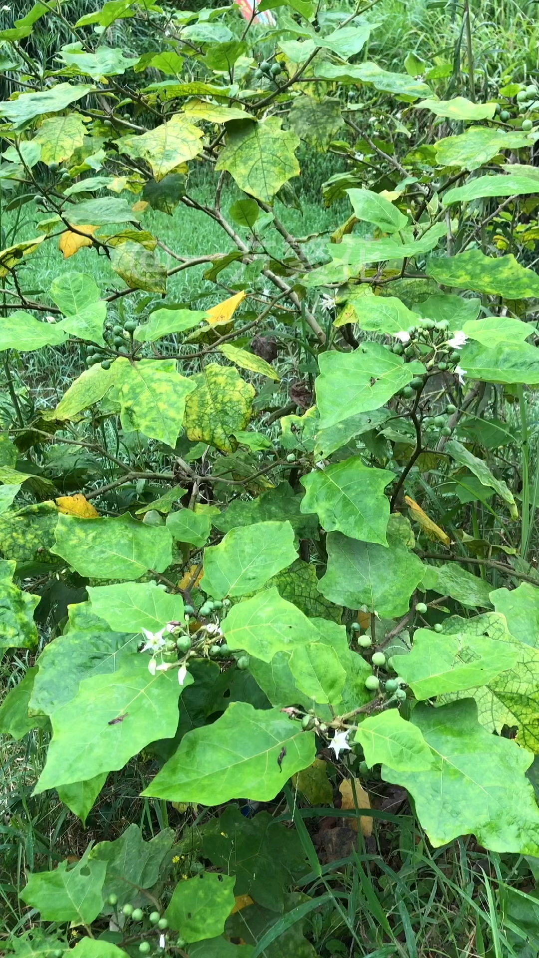 水茄不长茄子,果实能吃吗