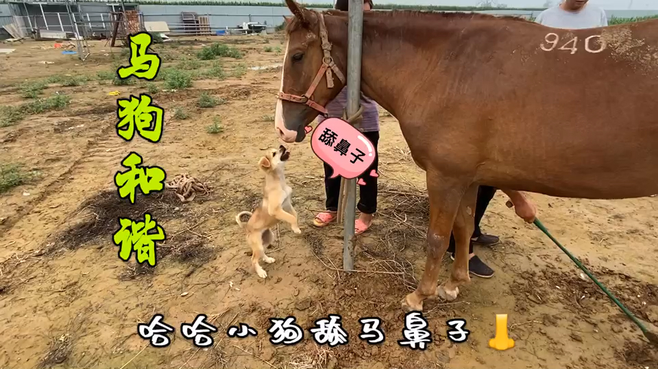 马修蹄子狗吃甲,古董石槽有说法,马狗和谐处一家