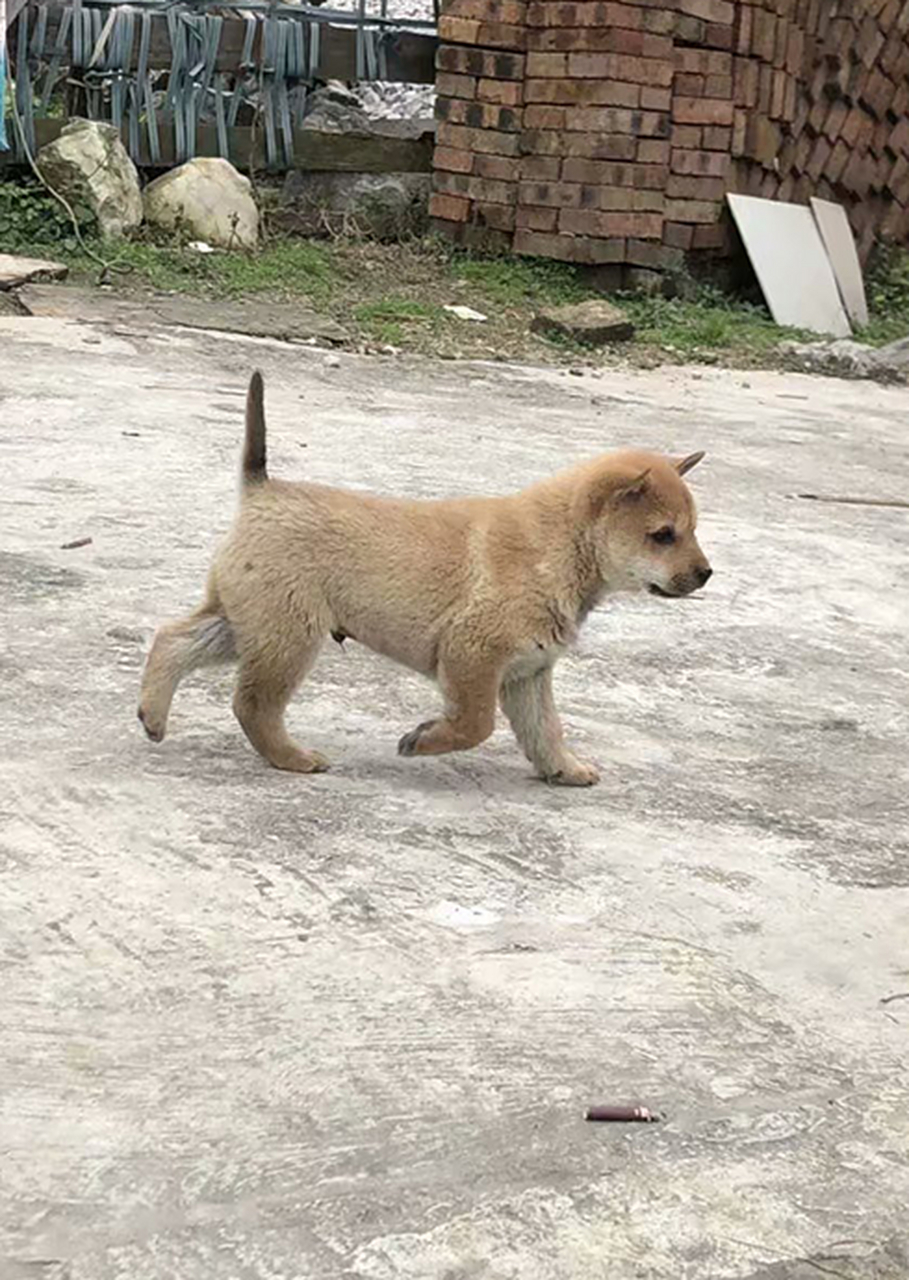 正宗的中华田园犬,样貌不输柴犬,本土最原始的猎犬.