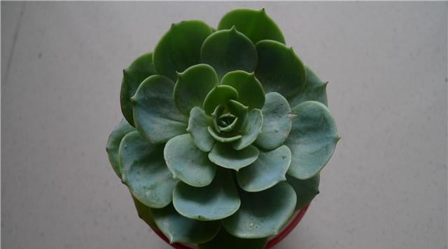 盆栽花卉图片及名称大全价格表