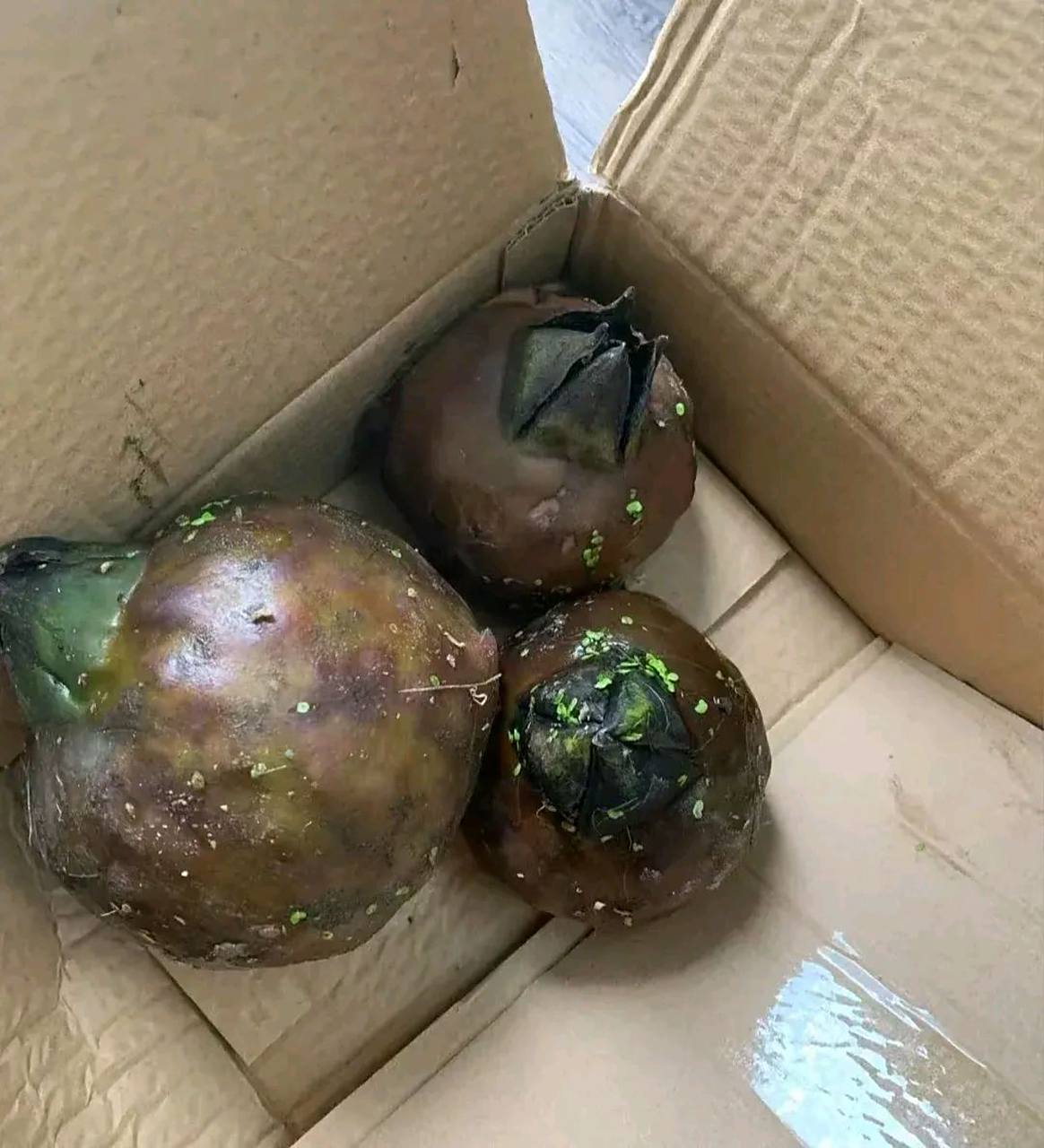 下班刚到家,就听老妈嚷嚷:"你300块钱买的什么烂石榴,一个也吃不了,刚