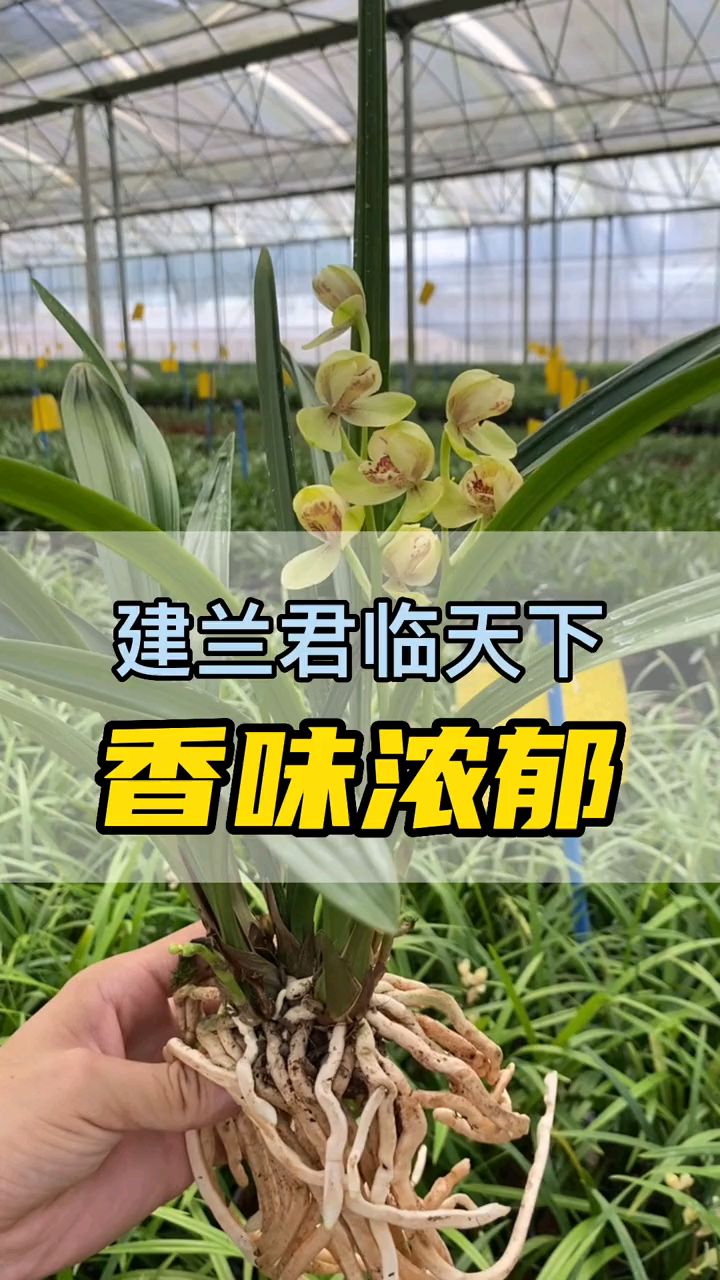 建兰铭品君临天下