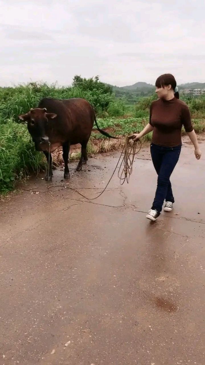 美女与公牛牲交大全图片