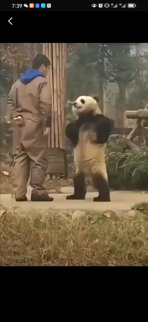 因为跟奶爸吵架而走红的熊猫—蔓越莓!