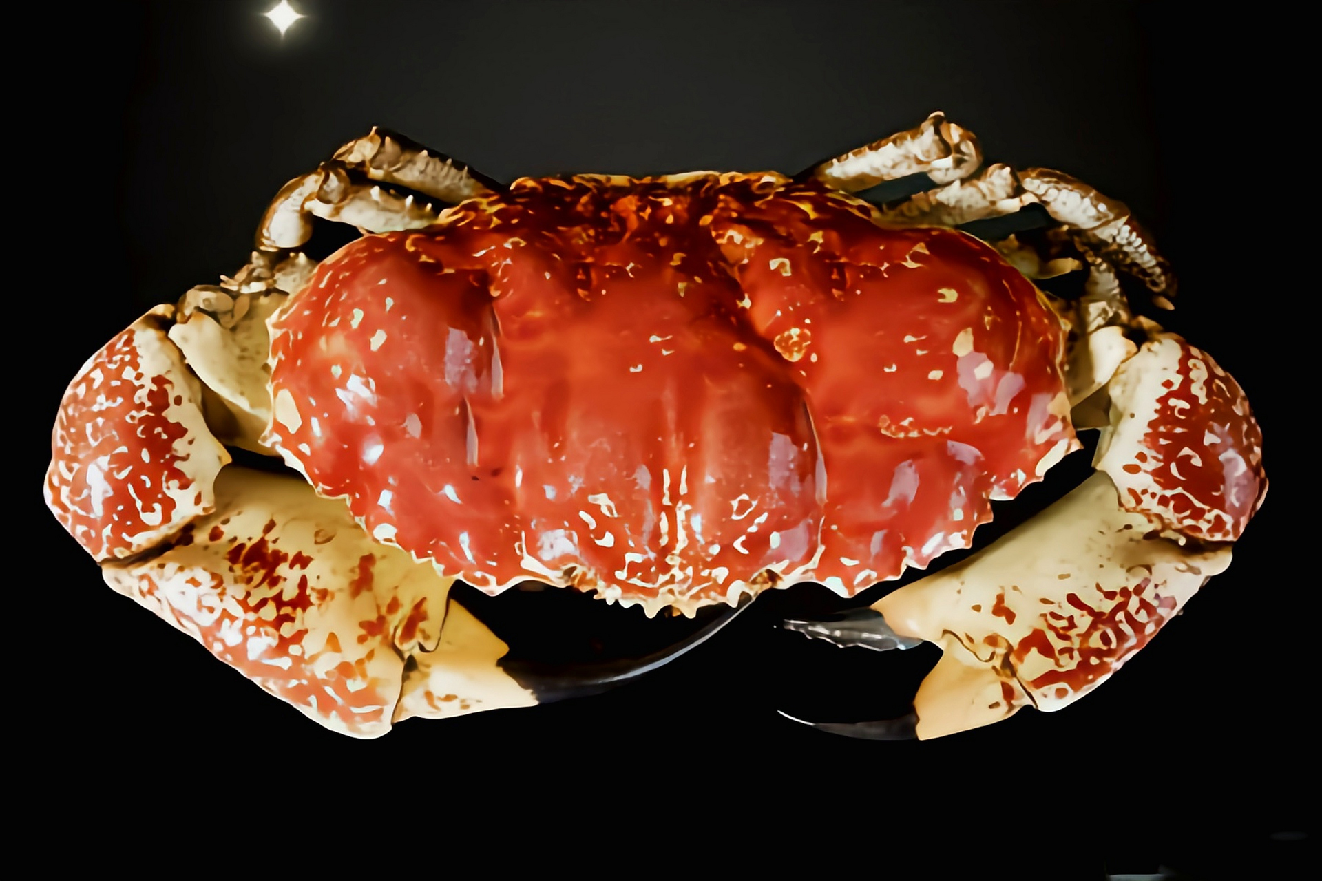 每天认识一种动物——澳洲皇帝蟹 澳洲皇帝蟹别名澳洲巨蟹,巨大拟滨蟹