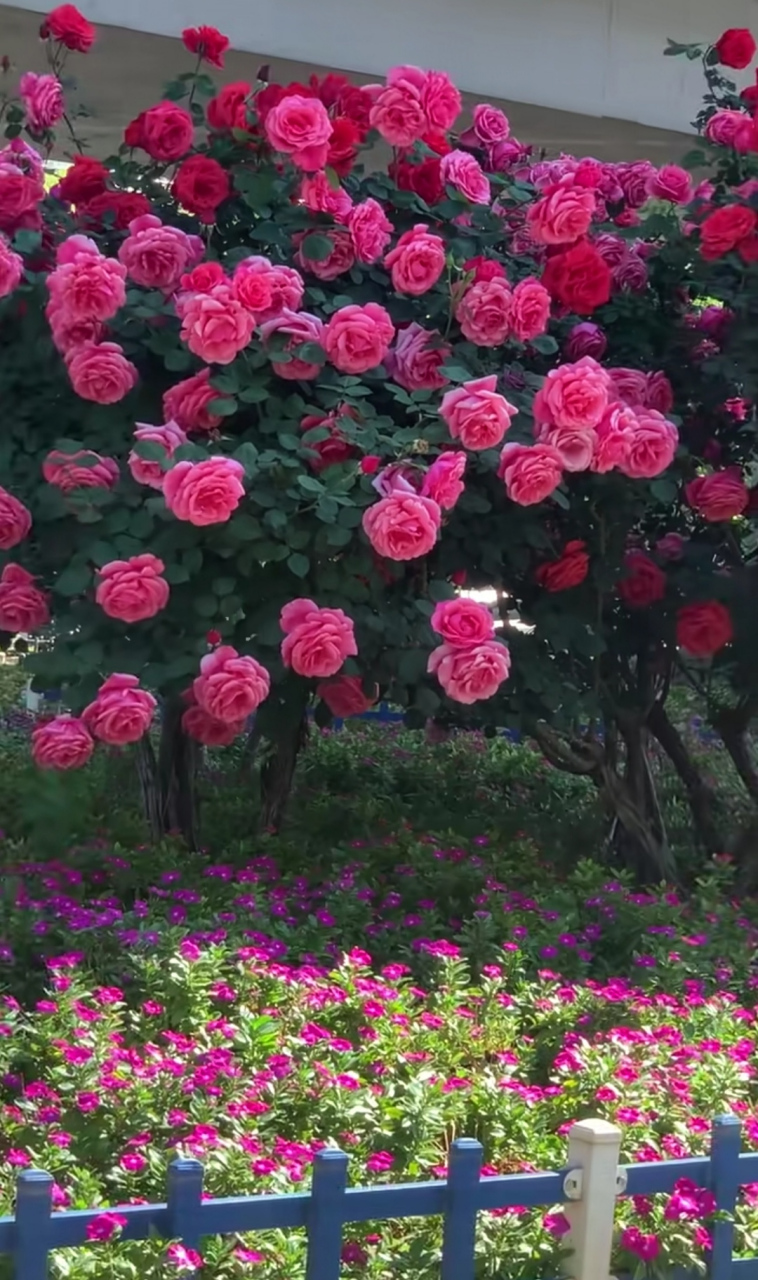 来昆明,看绿化带里开的这花太漂亮了!