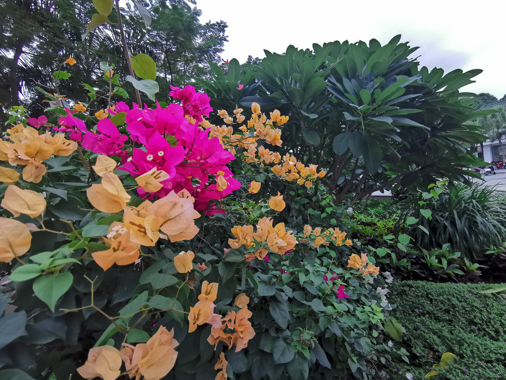 宝巾花是梧州市的市花,南方最勤花的花卉之一, 又叫三角梅,簕杜鹃