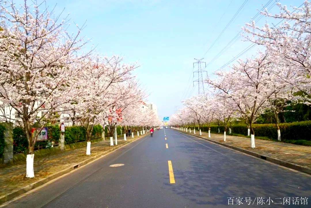 宿遷:大爺用掃把打落滿樹花朵引網友不滿,