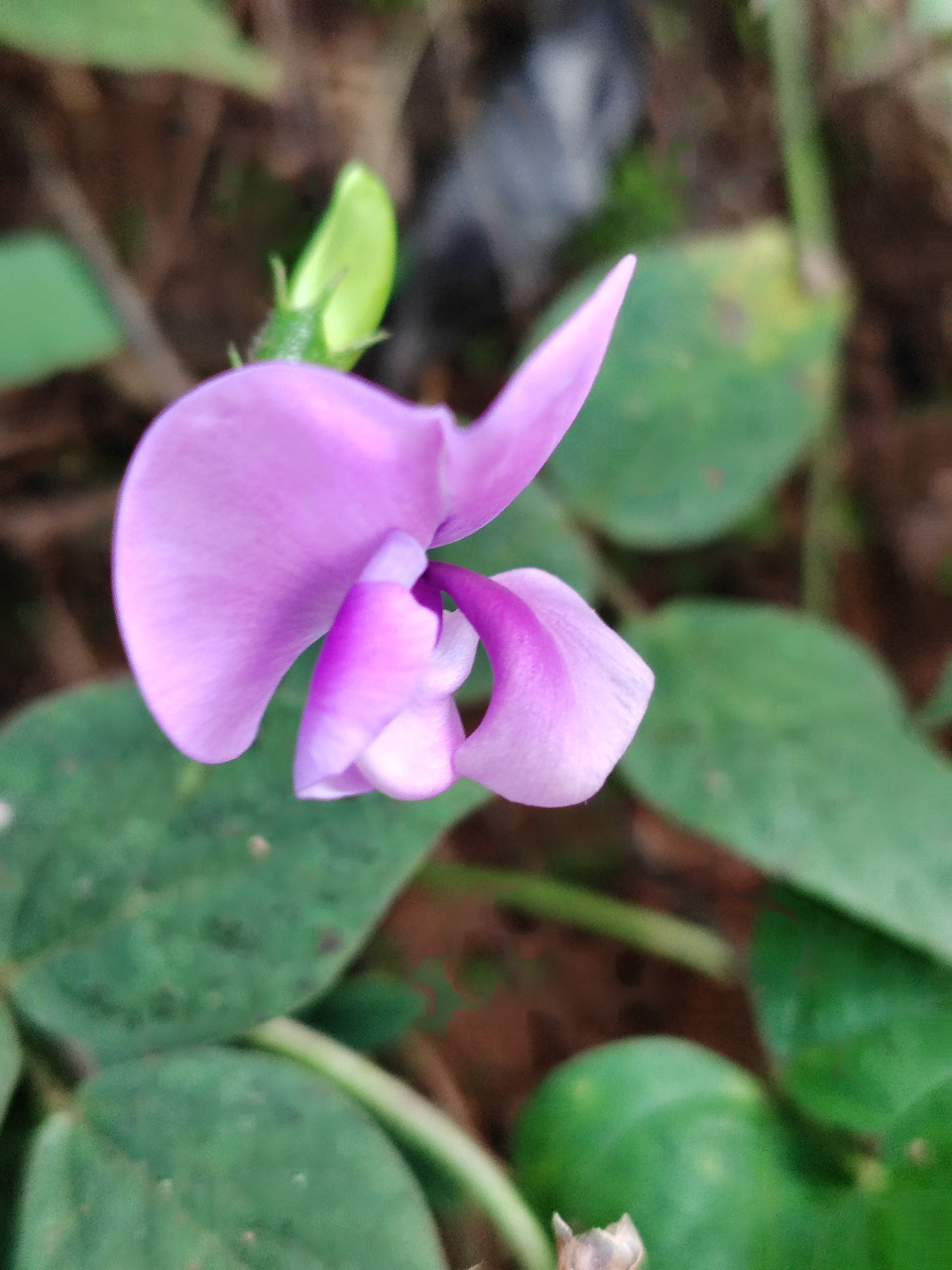 像彩蝶一样在秋风中摇摆的野缸豆花,也非常美艳,大自然写真摄影图片