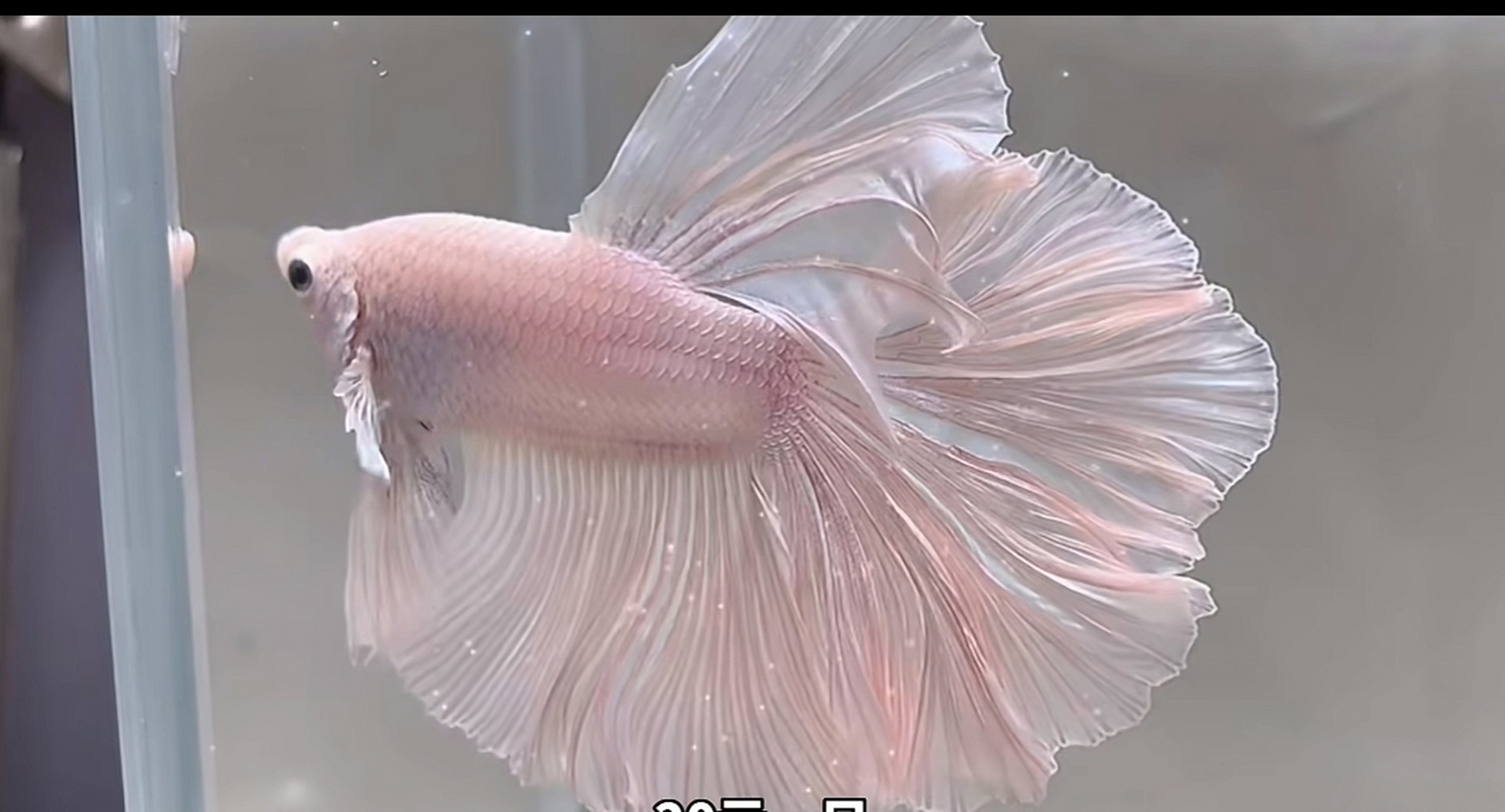 五彩斑斓的斗鱼,便宜又好养,观赏性很强 你想不想拥有?