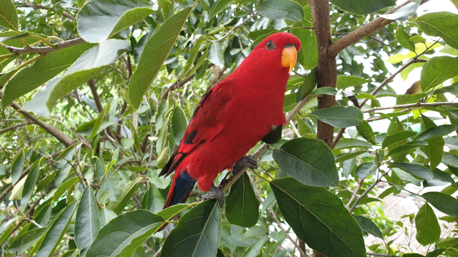 主人养了一只红色吸蜜鹦鹉,不到半年就后悔了