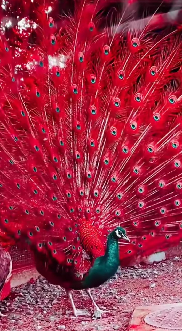 都知道孔雀开屏美丽,却不知道孔雀为什么开屏的有多少?