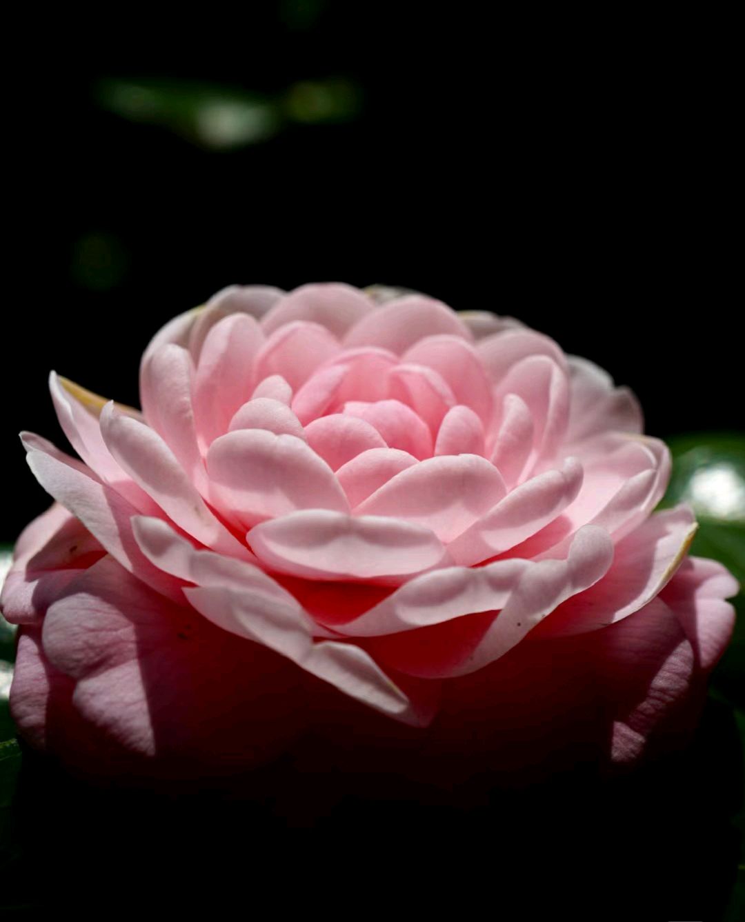 我似乎明白了为什么有那么多人喜欢上茶花了,粉粉嫩嫩的,又有多少人能