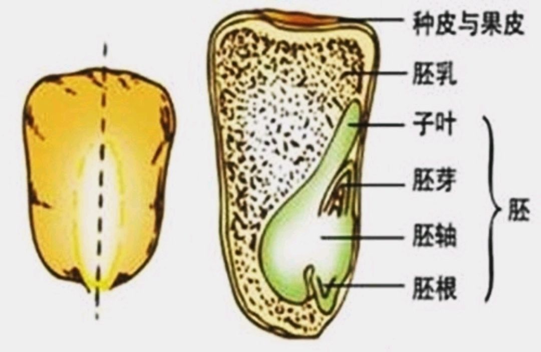 玉米种子的剖面图图片