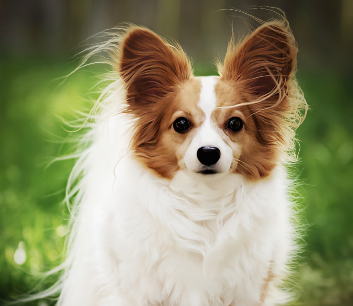 每天认识一种动物——蝴蝶犬 蝴蝶犬外形漂亮小巧玲珑是一种非常可爱