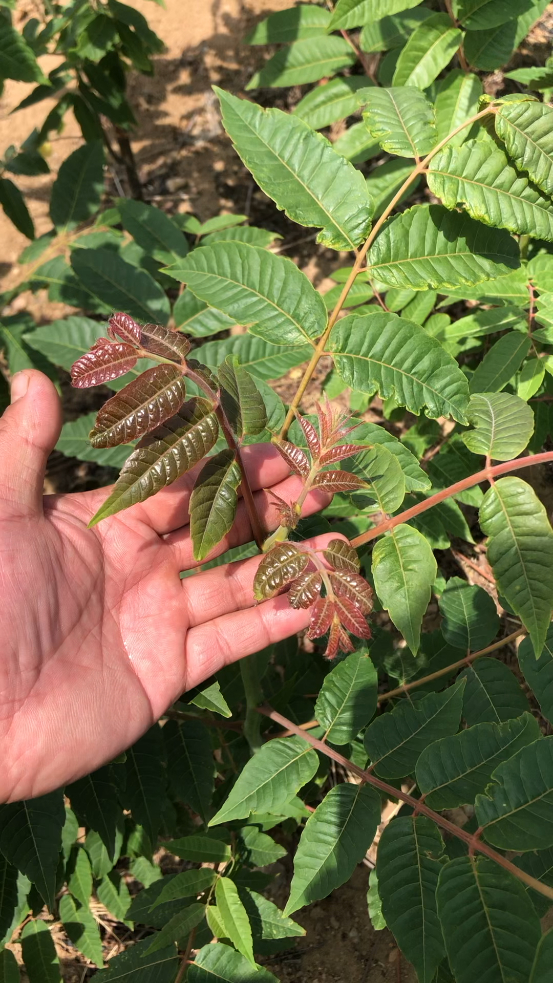 红油香椿苗品种介绍种植香椿苗就是如此简单
