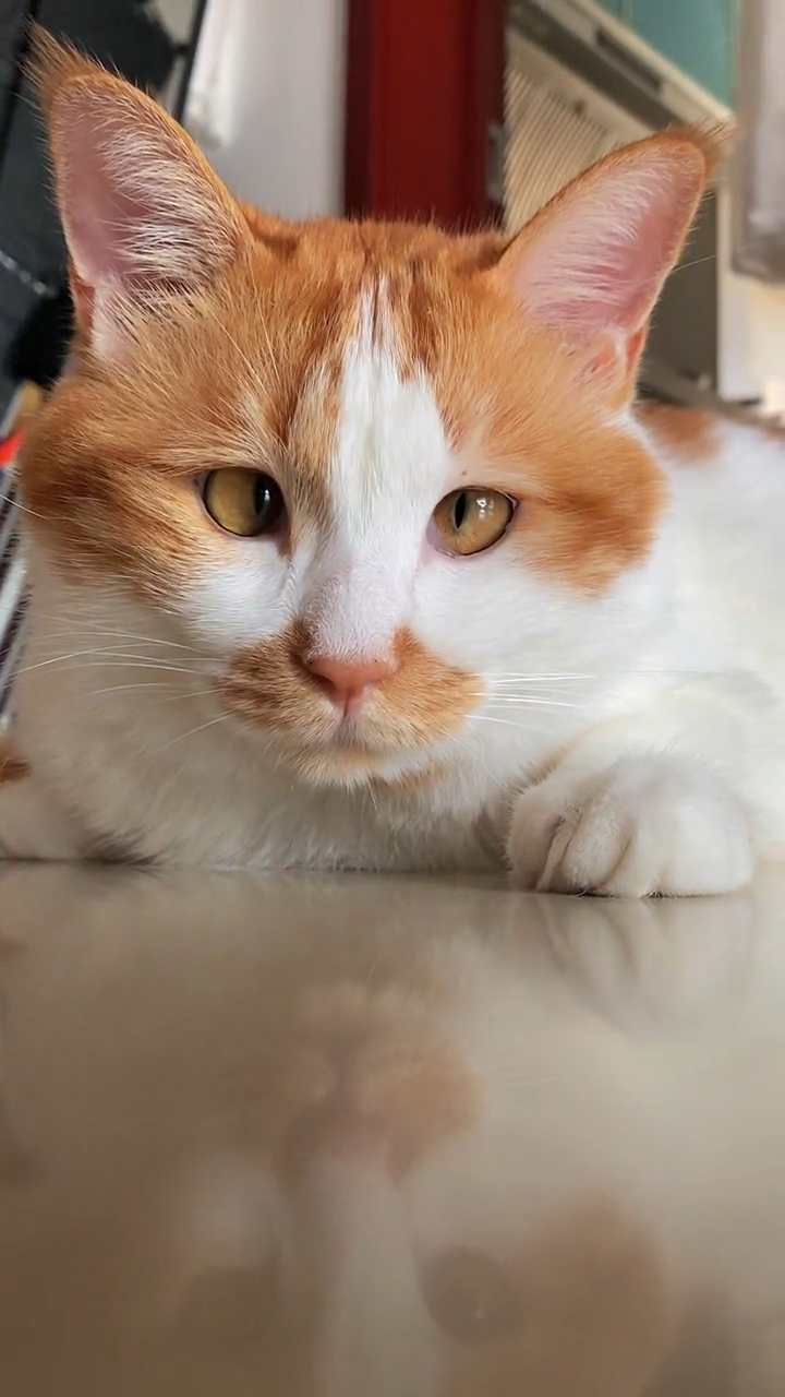 这小眼神,好像不太睿智的样子